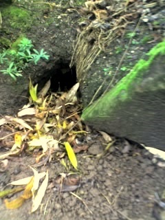Fangy burrow
