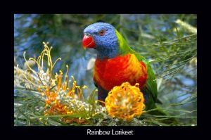 rainbow-lorikeet