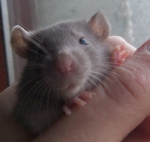 young rattie