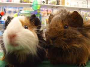 shifty guinea pigs