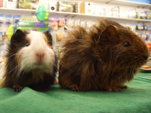 lookee right Guinea Pigs